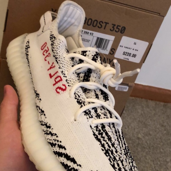 Meet your Posher, Leonardo - Picture 1 of 1